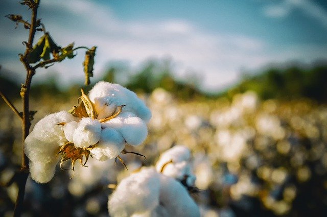Campo de algodón Organico